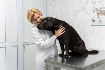 Pets e radiologia: saiba quais os riscos e os cuidados necessários